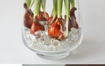 Tulipanes durante todo el año