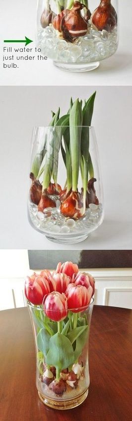 tulipas ao longo do ano