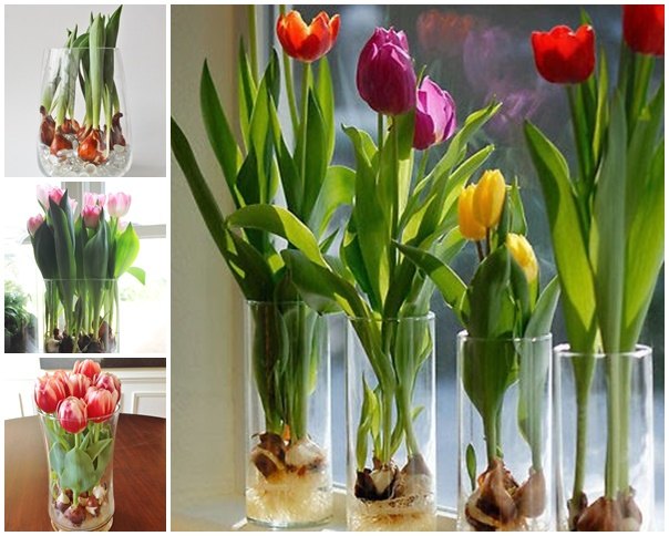 tulipas ao longo do ano