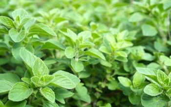 The Best Herbs to Grow at Home!