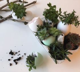 eggshell mini succulent garden, flowers, gardening, succulents