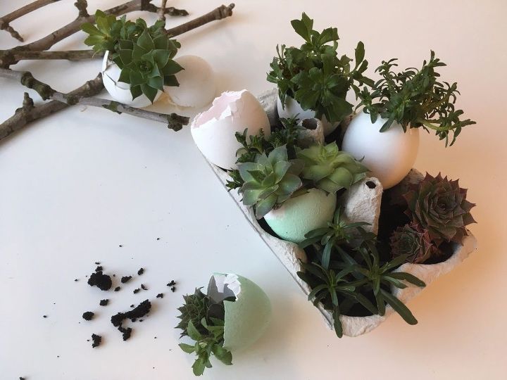 mini jardin de suculentas de cascara de huevo