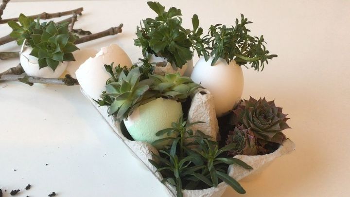 mini jardim de suculentas casca de ovo