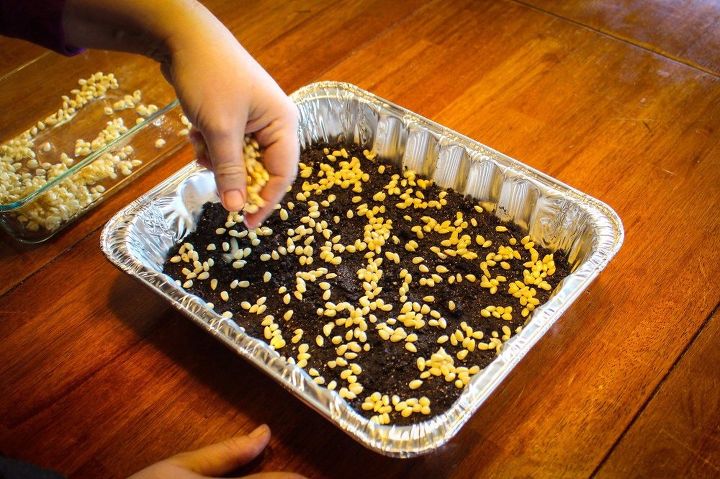 How to Grow Popcorn Shoots Hometalk How to Grow Popcorn Shoots Hometalk