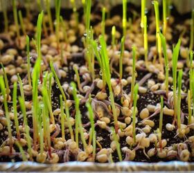 how to grow popcorn shoots, how to