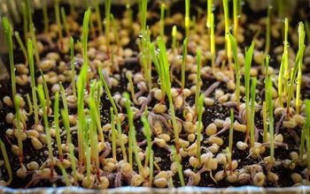 How to Grow Popcorn Shoots