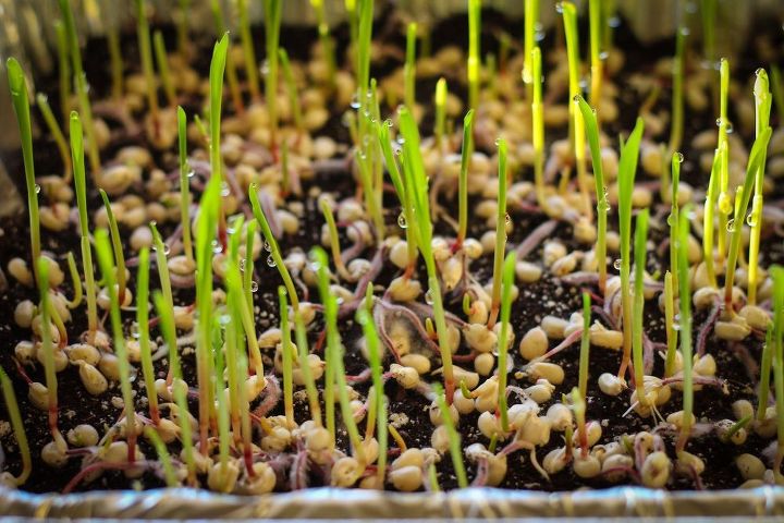 how to grow popcorn shoots, how to
