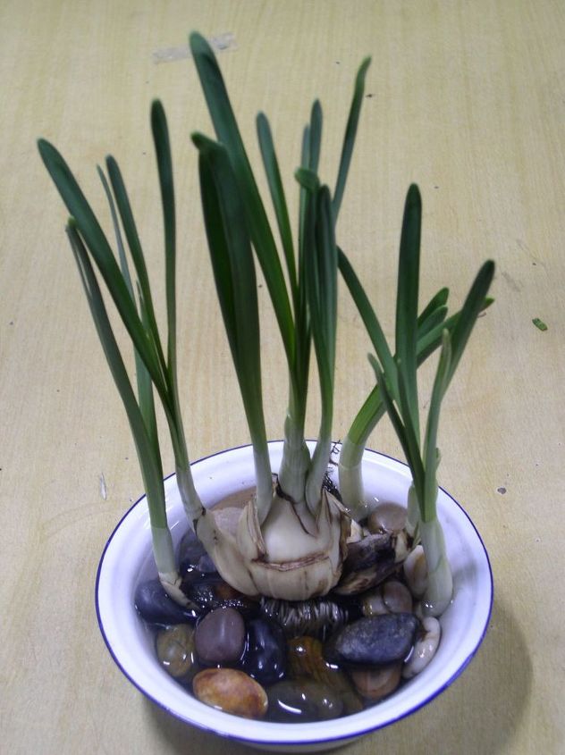 growing onions indoors
