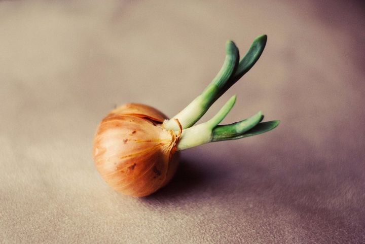 growing onions indoors