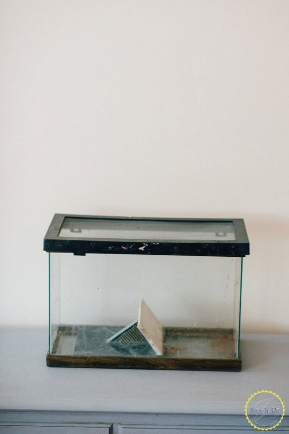 easy diy terrarium from an old fish tank, gardening, terrarium