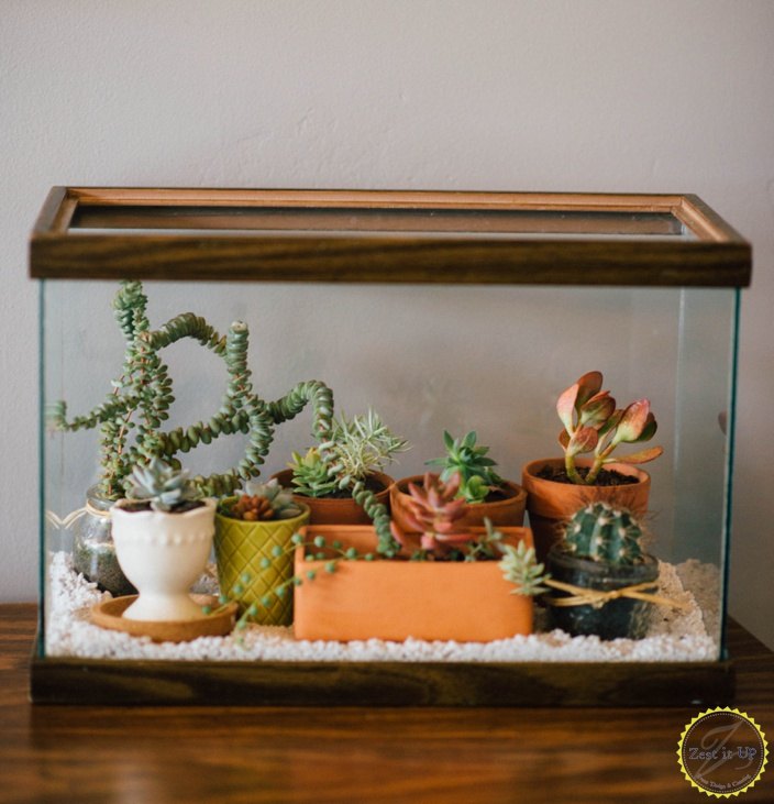 easy diy terrarium from an old fish tank, gardening, terrarium