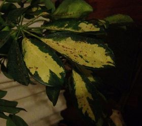 q what is this weird stuff on my plant and how do i get rid of it, gardening