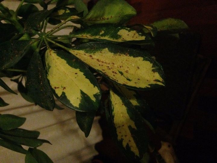 q what is this weird stuff on my plant and how do i get rid of it, gardening
