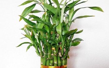 A Houseplant That Grows In Water: Lucky Bamboo Care Tips