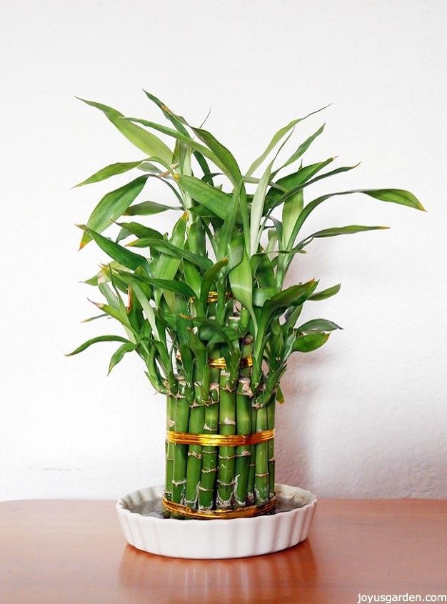 a houseplant that grows in water lucky bamboo care tips, home decor, home maintenance repairs, ponds water features