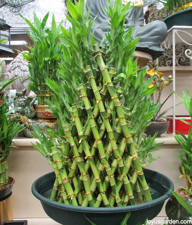 una planta de interior que crece en el agua consejos para el cuidado del bamb de la