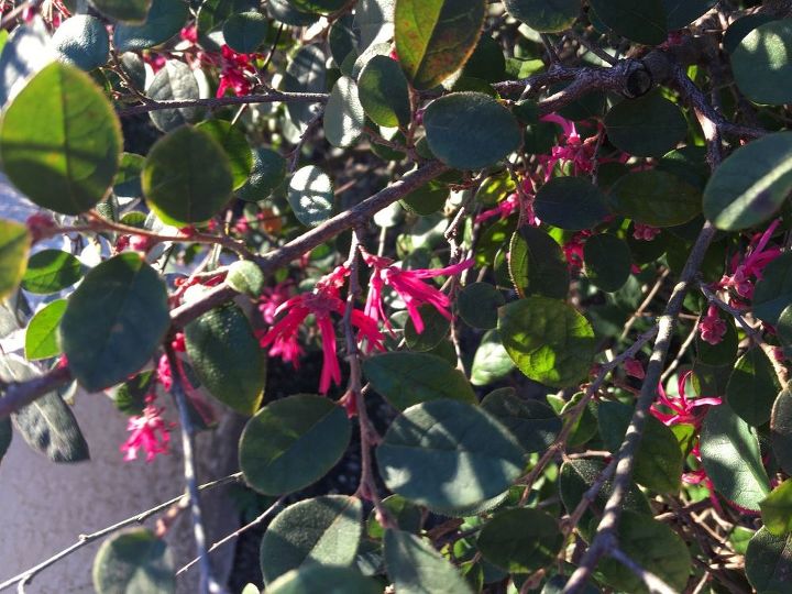 q flowering shrub, gardening