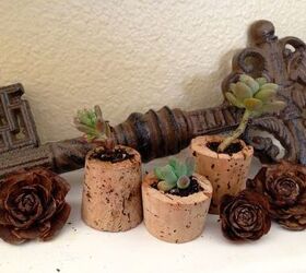 succulent corks, flowers, gardening, succulents