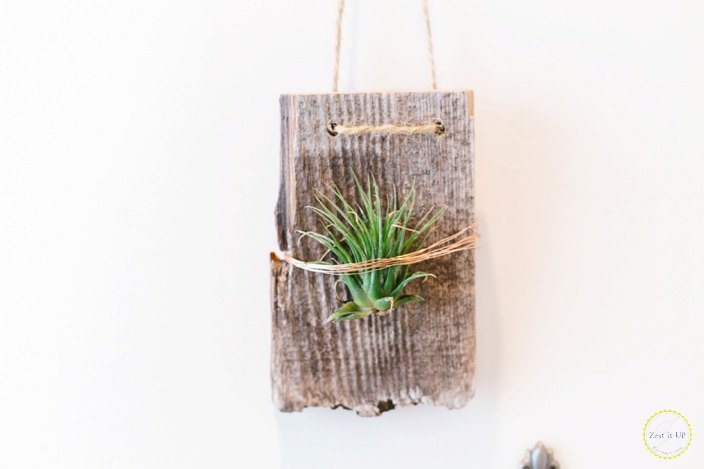 wall mounted air plants, gardening