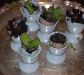 egg cup planters, gardening