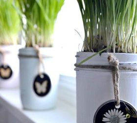 haz rer a tus vecinos con estas 16 ideas de macetas, Planta hierba de trigo en tarros de cristal