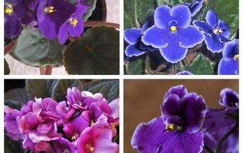 Consejos para el cultivo de violetas africanas