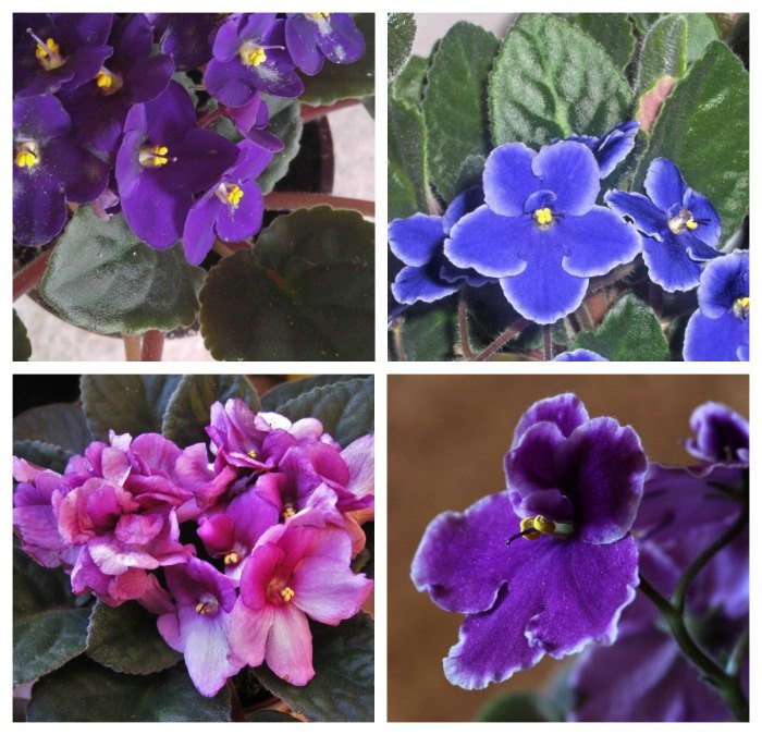 consejos para el cultivo de violetas africanas