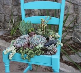 upcycled succulent chair, flowers, gardening, succulents