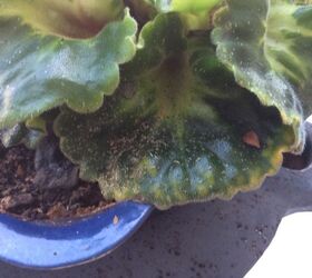my african violets have tiny white pest any ideas how to cure