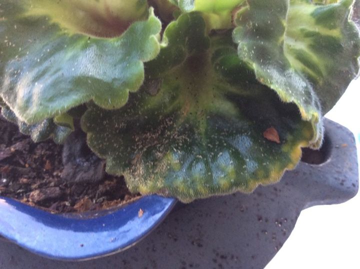 my african violets have tiny white pest any ideas how to cure