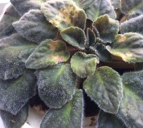 white african violets