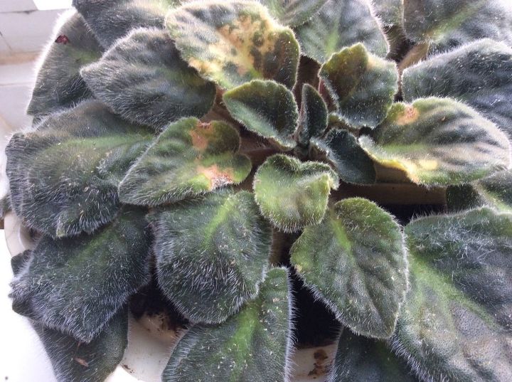 my african violets have tiny white pest any ideas how to cure