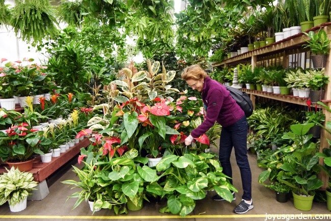 eres nuevo en la jardinera 11 razones por las que el pothos es la planta de interior