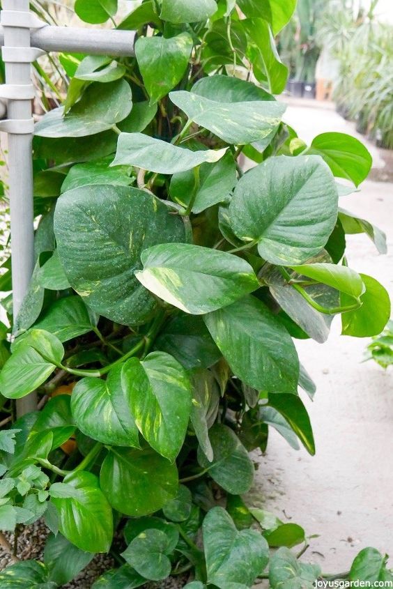new to gardening 11 reasons why pothos is the houseplant for you, gardening, home decor
