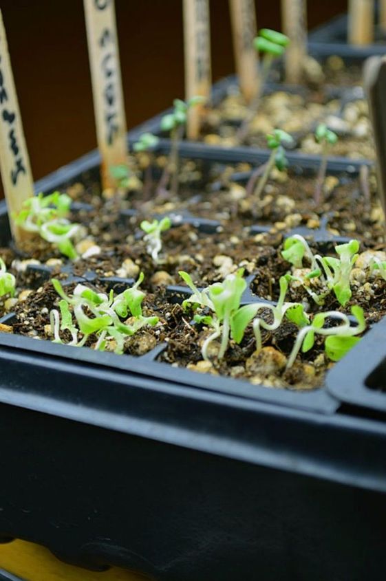 estos 11 trucos de jardinera te harn contar hasta la primavera, C mo iniciar las semillas en el interior