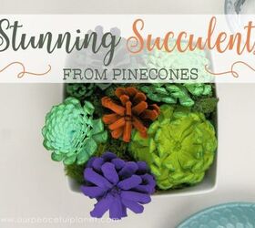 stunning succulents from pinecones, flowers, gardening, succulents