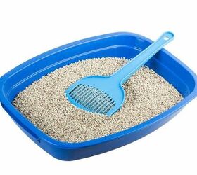 tip you can replace your cat litter with chicken feed