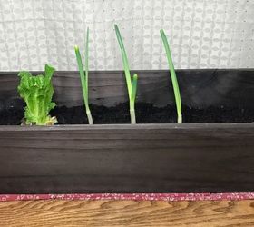 re grown veggie scraps