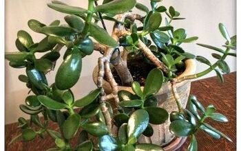  Como podar plantas de jade para fazer mais plantas de jade
