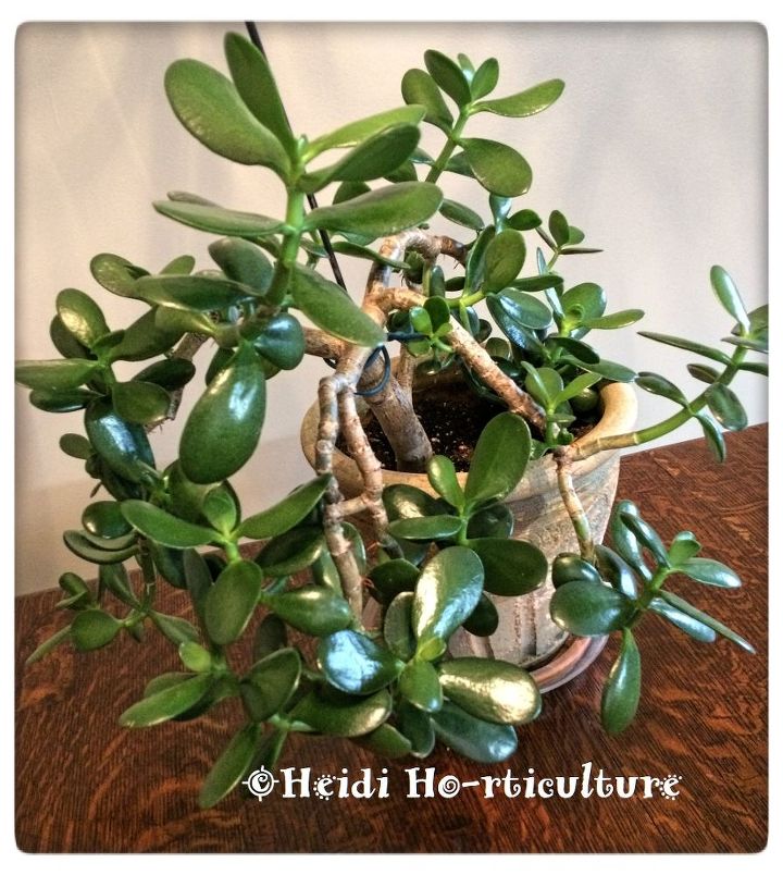 how to prune jade plants to make more jade plants, gardening, how to