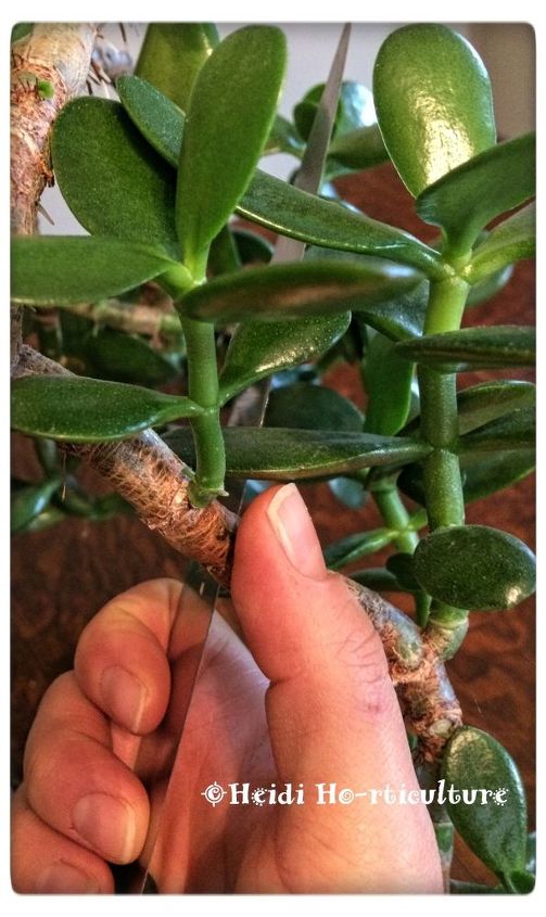 como podar plantas de jade para fazer mais plantas de jade