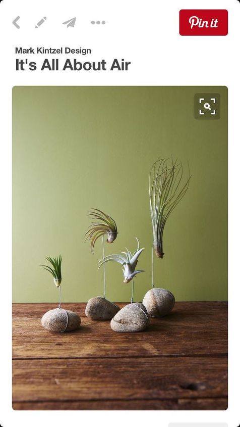 e air plant diy holders, gardening