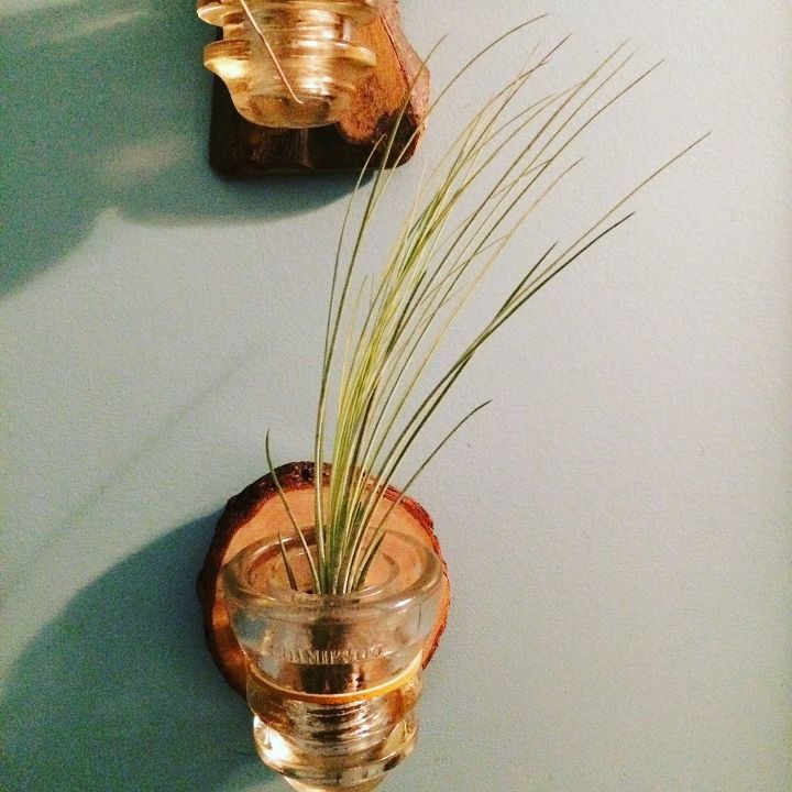e air plant diy holders, gardening