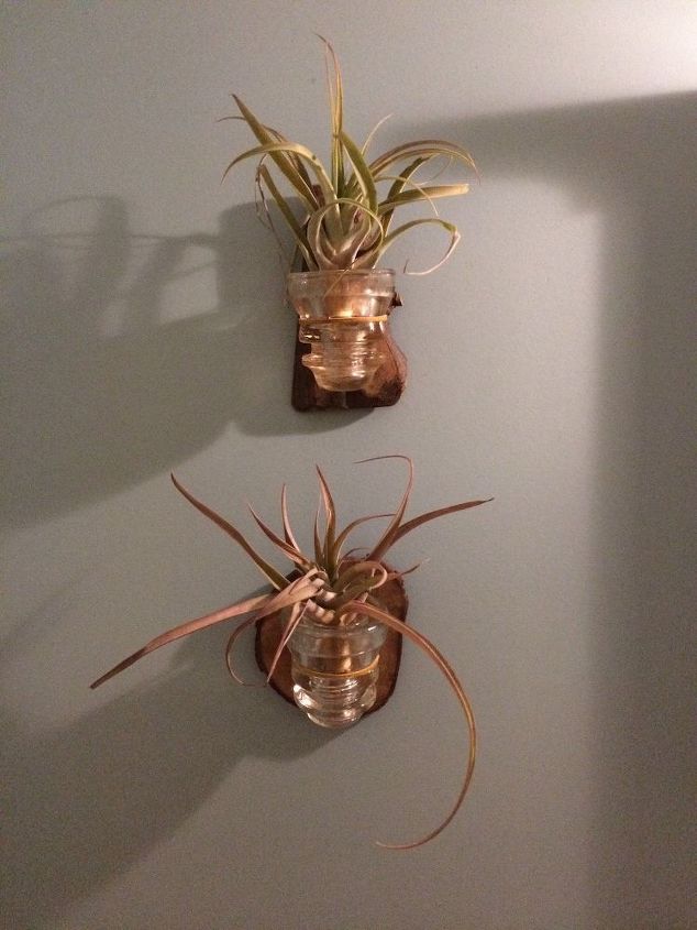 e air plant diy holders, gardening