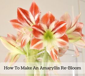 how to get an amaryllis to flower again re bloom, gardening, how to