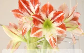 How To Get An Amaryllis To Flower Again (Re-Bloom)