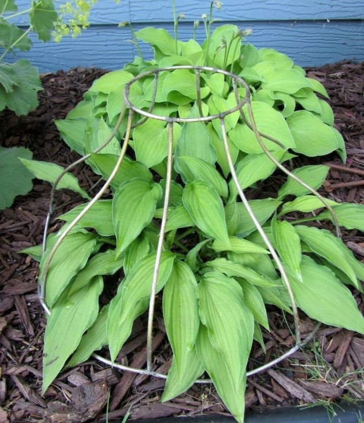 s 15 ways you never thought of using light fixtures in your home, home decor, Give a lampshade a new home in your garden