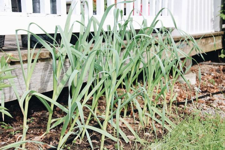 how to grow garlic in your garden, gardening, how to