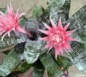 aechmea plant care tips the bromeliad with the pink flower, gardening