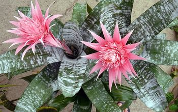  Dicas para o cuidado da planta Aechmea: A bromélia com a flor rosa